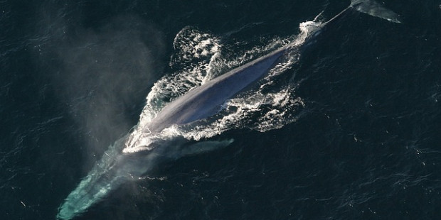 blue whale 1198719 640