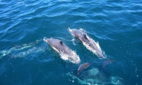 数量下降引担忧 新西兰禁止游客与宽吻海豚游泳
