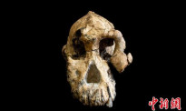 美国公布南方古猿头骨 距今380万年 挑战人类对进化的看法