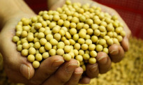 中国对新的美国农产品采购实施加征关税排除