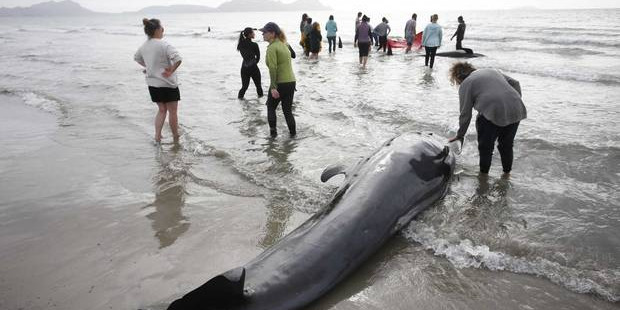 20190918 One of four whales that stranded