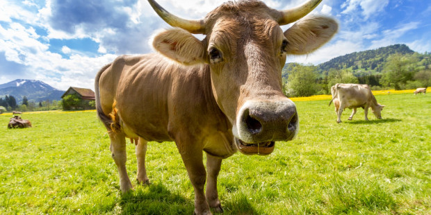 cow pasture animal almabtrieb v2