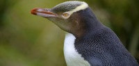 2019年度鸟儿就是它 但新西兰大陆仅存225对了......