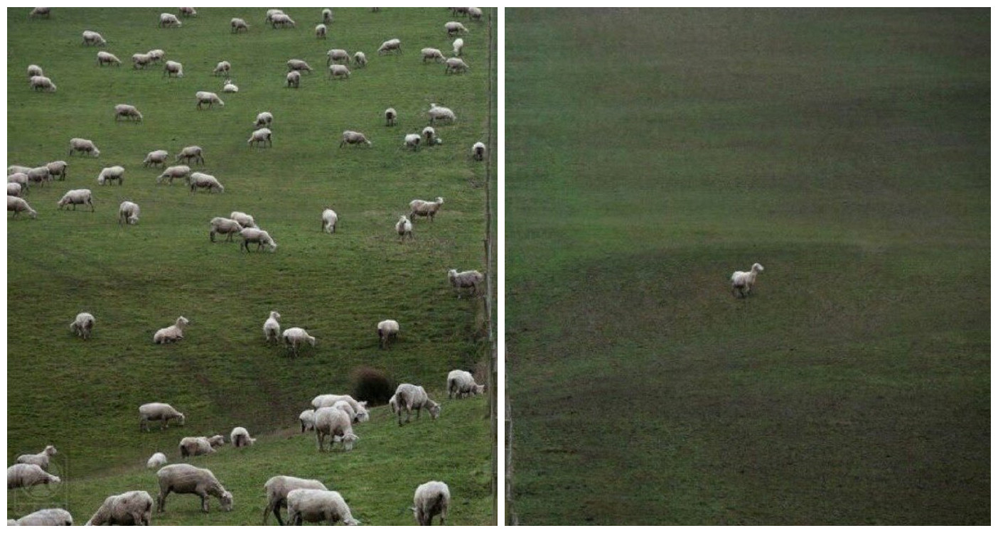 sheep 2019112901