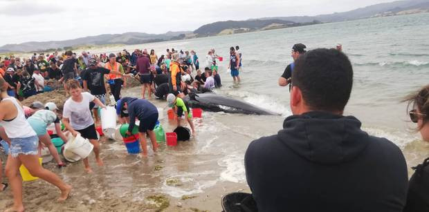 whales dead in stranding 2020010405