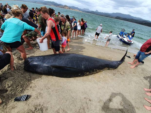 whales dead in stranding 2020010406