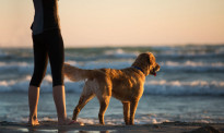夏天去海滩和公园遛狗要注意，奥克兰市议会对时间做出限制