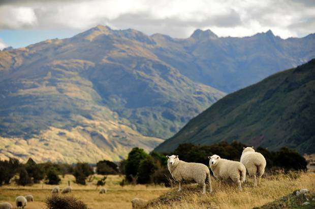 beautiful scenery of New Zealand