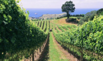新西兰葡萄酒出口连续24年增长！2020有望达到20亿纽币