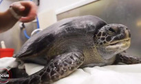 奥克兰水族馆迎来珍稀海龟品种，这个假期要不要带娃去看看？