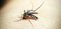 蚊蝇会传播新冠病毒吗？