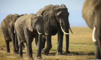 非洲象神秘死亡事件：专家认为可排除人为投毒等可能