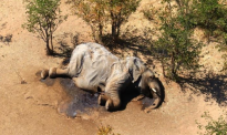博茨瓦纳布数百头大象离奇死亡 系水中蓝细菌产生的毒素引起