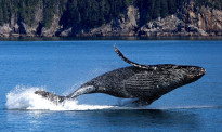 约有470头！澳塔州发生有记录以来最大规模鲸鱼搁浅