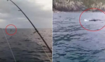 这很新西兰！男子出海钓鱼，结果有“鱼”上钩了：“我他妈钓了一头鲸鱼！”