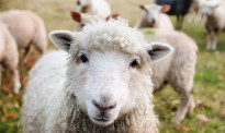 还是绵羊国吗？干旱+疫情影响，新西兰羊只数量又少了