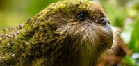 前所未有！新西兰人喜爱的珍稀鸟类二度赢得“年度鸟儿”殊荣