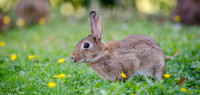奥克兰中区一男子饲养数百只兔子 邻居崩溃投诉数年 主人不愿阉割