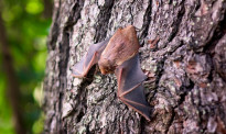 研究：日本菊头蝙蝠身上发现类似新冠的病毒，相似度达80%