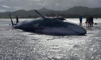 17米长巨鲸在新西兰海滩搁浅 连夜“抢救”无效后死亡（图）