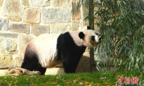 熊猫“美香”何时回家？一家三口留美延至2023年
