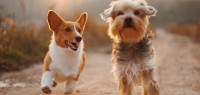 奥克兰最受欢迎的狗狗名字公布 你跟“汪星人”重名了吗？