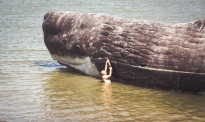 心痛：新西兰再现鲸鱼搁浅事件 近20头已死亡