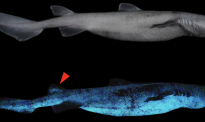 新西兰水域发现三种大型发光鲨鱼 通体蓝光超神奇！