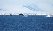 五年一见的奇遇！新西兰南极科考队捕捉罕见鲸鱼画面