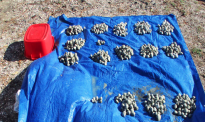 在奥克兰这处海滩盗采了近千个鸟蛤，三人被罚4390纽币