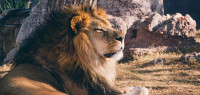 外媒：印度一动物园的8头狮子确诊感染新冠病毒