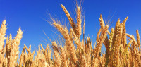 WTO成立专家小组解决中澳大麦争端 中方做出回应