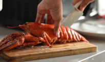 英国计划禁止煮食龙虾、螃蟹等活物引网友热议