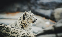 美国动物园一雪豹出现类似新冠症状后死亡 园内一只老虎已确诊