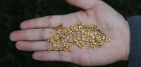 中国艺术家把价值23万的黄金做成米粒全部扔了…