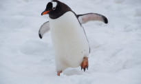 南极一企鹅在新西兰“登陆”，一上岸：这里竟不是南极…