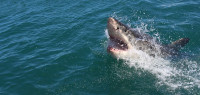 北岸热门海滩惊现大白鲨 死因正在调查中