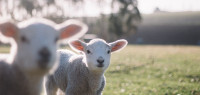 北岛农场300只羊羔近日被盗 价值超过4万纽币