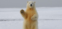 联合国确认：2020年北极地区最高温达38摄氏度！
