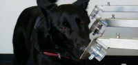 医疗检测犬比快速抗原测试更准确！卫生部会引入它们吗？