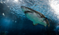 男子被吃掉一半身体！悉尼60年后再现鲨鱼袭击人类致死事件