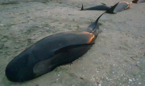 鲸鱼又在这个地区大规模搁浅：31头死亡，5头尚幸存