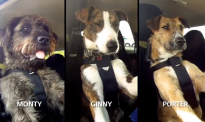 那个世界上首个会开车的新西兰狗狗，突然去世了……