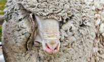新西兰一只羊出逃大半生，不停逃脱追捕…如今被逮到剃掉18公斤毛！