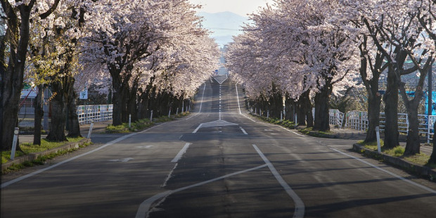 cherry blossoms 7110279 960 720 v2