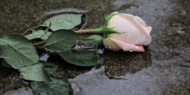 pink rose in rain