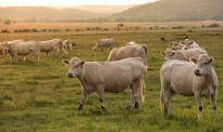 新西兰肉类加工厂面临积压，牛肉加工或延迟六周