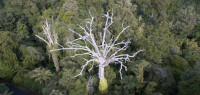 调查发现，奥克兰西区的贝壳杉枯死病蔓延速度比预期要慢