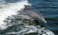 奥克兰海滩上惊现被肢解的海豚，环保部已展开调查