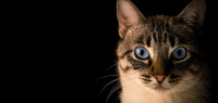 泰国报告全球首例新冠“猫传人”病例